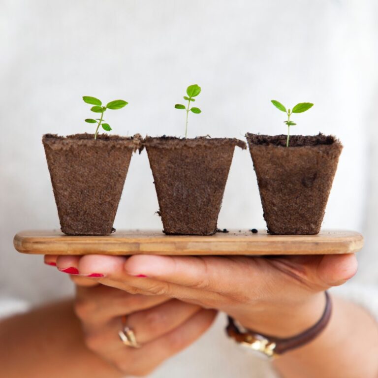 A woman holding 3 seedling plant